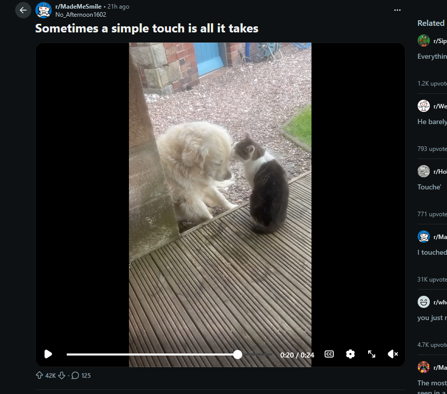 REDevonchain's tweet photo. 42K UPVOTES UNDER A DAY     

These animals are going viral for having the cutest friendship    

The dog seems depressed and the cat comforts him with a touch and the post says the rest    

A simple touch is all it takes 

https://t.co/ADNXMckMBT https://t.co/URzWEZ7gpQ