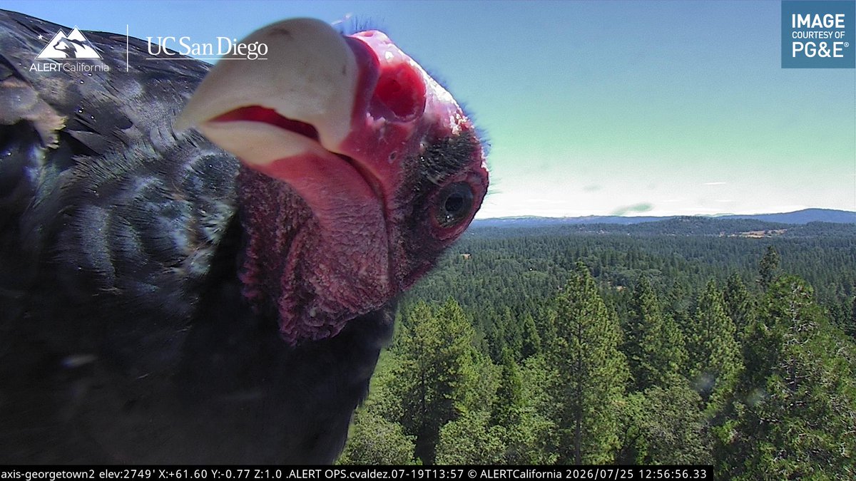 ALERTCalifornia's tweet photo. Now that's a good look at a turkey vulture. This individual was checking out its reflection on the reflective dome of the Georgetown 1 camera, which is located in the hills between Sacramento and Lake Tahoe. #FireCamBirds https://t.co/dPtQaoCgmX