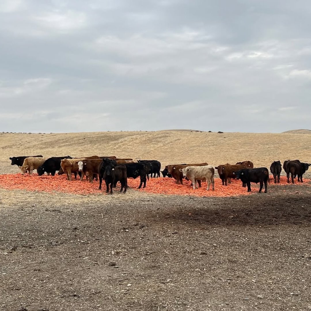 SantaCarotaBeef's tweet photo. Happy Monday! We hope your week is off to a great start. No matter what this week has in store, we hope you find time to slow down, cook something delicious, gather around the table, and enjoy the little moments along the way. https://t.co/wBauPeczf7