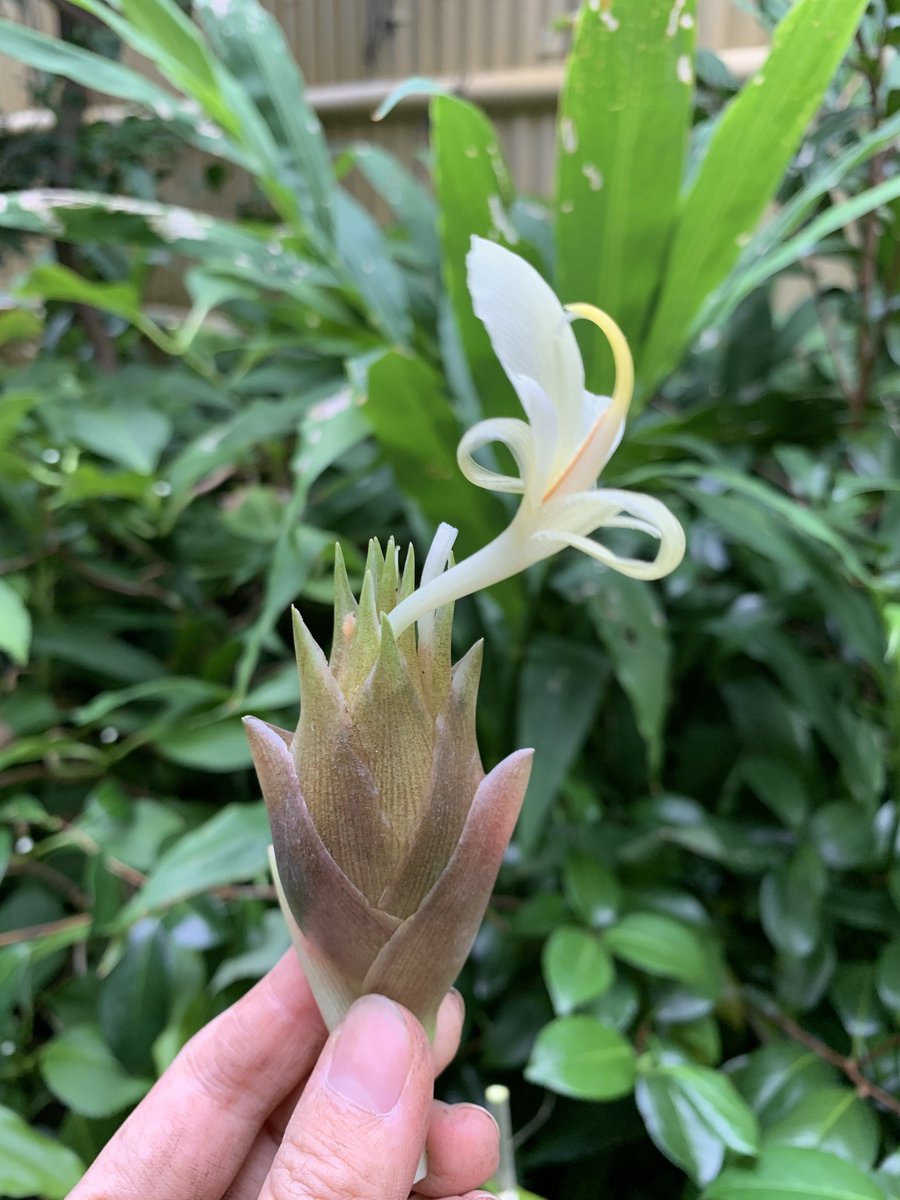 hase2_animal's tweet photo. ミョウガの花がこんななの知ってる？ https://t.co/Te6ZiH8UUu
