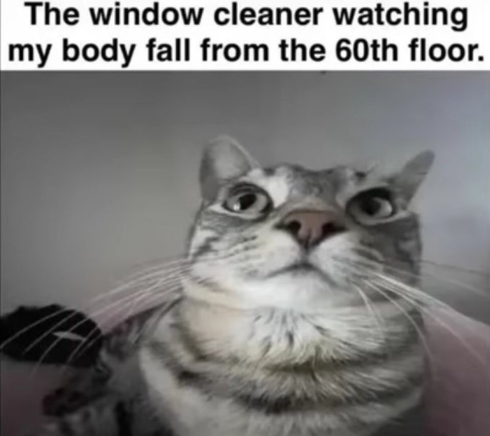 LiterallyMeCats tweet media