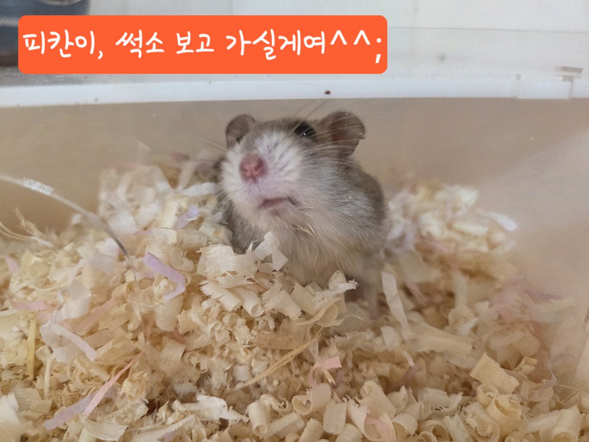 HamHolic4ever92's tweet photo. 이제 이름 부르면 베딩속에서 뾱 하고 나와줌~~~
약 먹기 싫어서 저를 하찮게 보는 표정ㅋㅋㅋㅋ너무 귀여움
쫘식, 그래도 어쩔 수 없어!!!!
오늘 약 먹으면 일주일 처방 끝이라, 
경과가 어떤지 내일은 피칸이 병원에 가볼게요! https://t.co/NeaKZxbdon