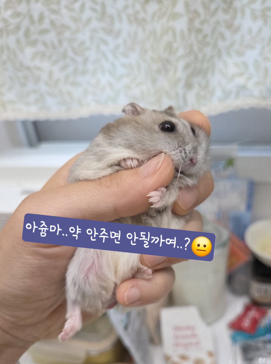 HamHolic4ever92's tweet photo. 이제 이름 부르면 베딩속에서 뾱 하고 나와줌~~~
약 먹기 싫어서 저를 하찮게 보는 표정ㅋㅋㅋㅋ너무 귀여움
쫘식, 그래도 어쩔 수 없어!!!!
오늘 약 먹으면 일주일 처방 끝이라, 
경과가 어떤지 내일은 피칸이 병원에 가볼게요! https://t.co/NeaKZxbdon