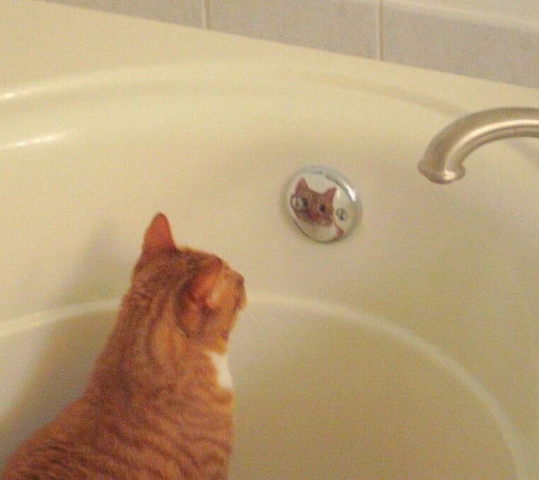 xmenjunoAppJP's tweet photo. 🛁
 #イラスト #猫 https://t.co/oBrt19pMUZ