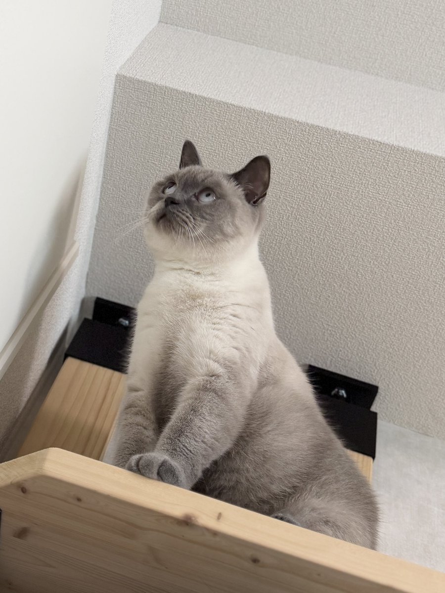 Luke23OiJ's tweet photo. アニメみたいな顔のクロエちゃん👀

#猫と暮らす #ブリティッシュショートヘア https://t.co/iRfawqIqVb