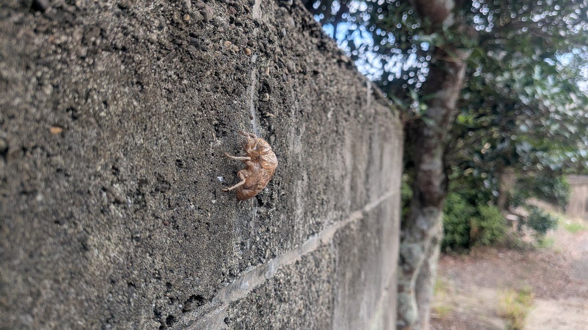 sunex199963's tweet photo. おはようございます。
現在の高岡町は晴れ☀

蝉の抜け殻がありました！
こんなに綺麗に残るんですね☺️
ブロック塀にくっついてるので、目立っててちょっとかわいいです。

本日もよろしくお願いいたします🍀
@スタッフM
#企業公式が毎朝地元の天気を言い合う
#イマソラ https://t.co/7pN8U5O2yF