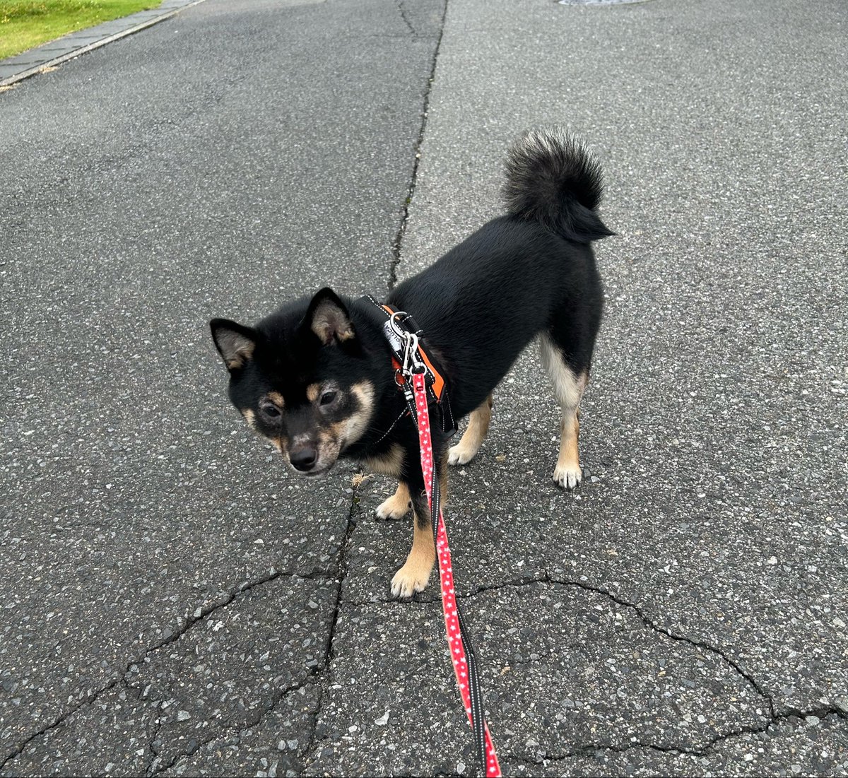 rin2026mame's tweet photo. 今日のあさんぽ🏃‍♂️
いつもルンルンやのにカメラ向けると一気に目がしょぼしょぼになるのなんでw

軽い運動したいし朝夜散歩継続してるけど、臨月あたりになったらやめた方がいいのかな〜😭
病院の助産師さんに状況伝えたら、ちょうどいい運動になっていいね！って感じやったから続けてるけど悩む https://t.co/gMxnoFlTU3