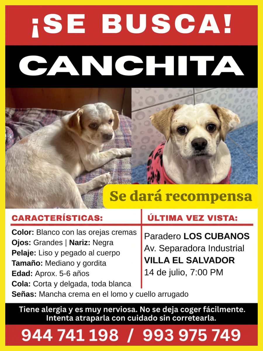 ALCOPERU's tweet photo. #SeBusca  a 𝗖𝗔𝗡𝗖𝗛𝗜𝗧𝗔, 𝗦𝗘 𝗣𝗘𝗥𝗗𝗜𝗢́ en 𝗣𝗔𝗥𝗔𝗗𝗘𝗥𝗢 𝗟𝗢𝗦 𝗖𝗨𝗕𝗔𝗡𝗢𝗦, SEPARADORA INDUSTRIAL, #VES, 𝗟𝗜𝗠𝗔, el 14/07/26. A Canchita la perdieron en Flores pet shop cuando la llevaron a bañar, por eso nunca los dejen solos, quédense. Por favor #Comparte . https://t.co/9632CpGHl7