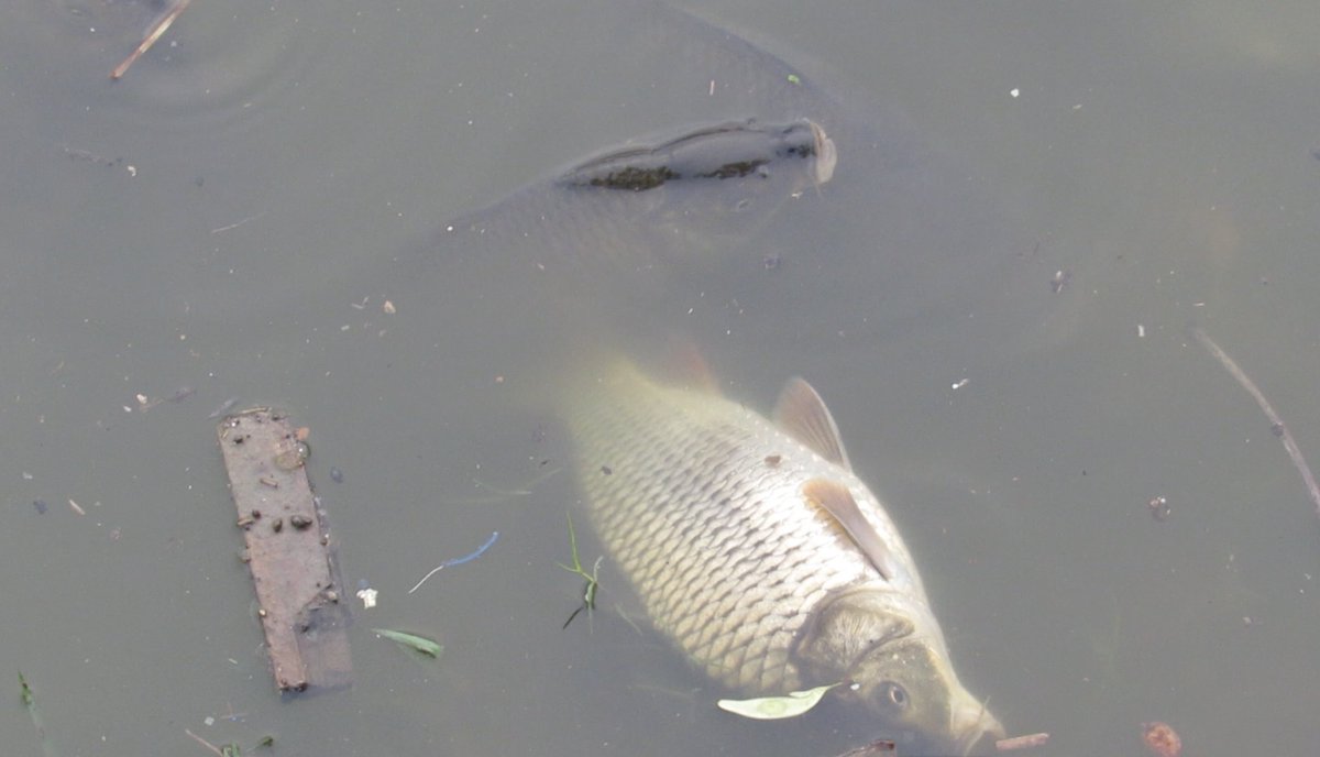 Gaurav18154921's tweet photo. 71 fish died in a single day at Basai Pond, Gurugram this July. It happened again in August. This isn't a one-time accident — it's a pattern that's been ignored for years.
A thread on what's actually killing this urban wetland, and why it matters 👇 https://t.co/fLwBlcRPzO