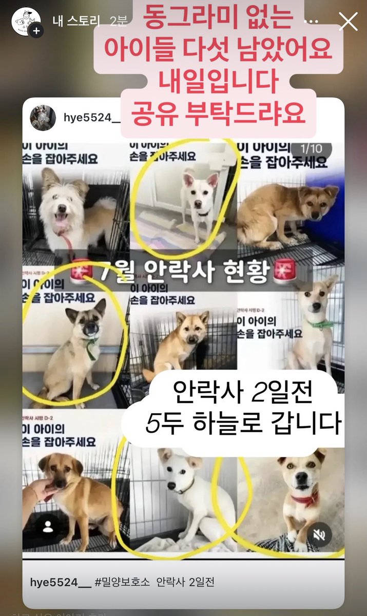 Suwoul_Seoul's tweet photo. 밀양보호소 내일 안락사입니다. 
26 마리 아이들 거의 다 구조되고 다섯아이 남았습니다.
많은 분들이 공유해 주셔서 21마리 아이들이 살아서 나왔습니다.
남은 5마리 아이들도 살아서 나올 수 있게 공유해 주세요. 공유도 봉사입니다.
(동그라미 안 쳐진 아이들이 안락사 대상입니다. 오늘밤, 모든 칸에 동그라미가 쳐 질 수 있기를 기대합니다!)