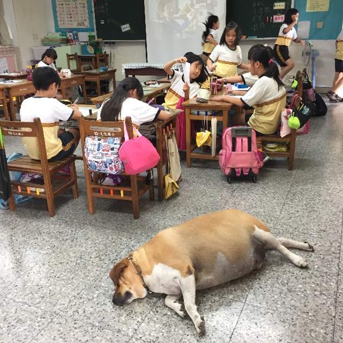 banixxxxxtw's tweet photo. 台湾では学校で飼ってる元野良犬を『スクールドッグ/ 校犬』と呼ぶよ
制服や学生証を与えられる子も

文科省や農林水産省に当たる省庁が学校で犬猫を飼うことを推奨していて政府主催の校犬コンテストも開催されてる。賞金も出る

校犬用のペット登録プラットフォームも用意されてるほどでやんす https://t.co/PJeyb6xaqN