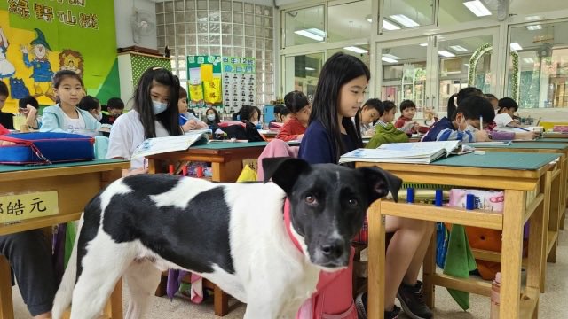 banixxxxxtw's tweet photo. 台湾では学校で飼ってる元野良犬を『スクールドッグ/ 校犬』と呼ぶよ
制服や学生証を与えられる子も

文科省や農林水産省に当たる省庁が学校で犬猫を飼うことを推奨していて政府主催の校犬コンテストも開催されてる。賞金も出る

校犬用のペット登録プラットフォームも用意されてるほどでやんす https://t.co/PJeyb6xaqN