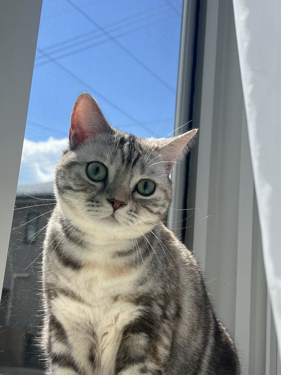 spulse_sales's tweet photo. 🐱今日は #世界猫の日
大切な家族の一員である猫たちと、毎日を快適に過ごせるよう支えてくださっている #コーチョー 様。
いつもエスパルスへの温かいご支援、誠にありがとうございます🧡
猫と過ごす皆さんにとって、今日も素敵な一日になりますように✨
https://t.co/rlb6ngwEIx
#spulse #ONEFAMILY https://t.co/cVYTvxk8Bv