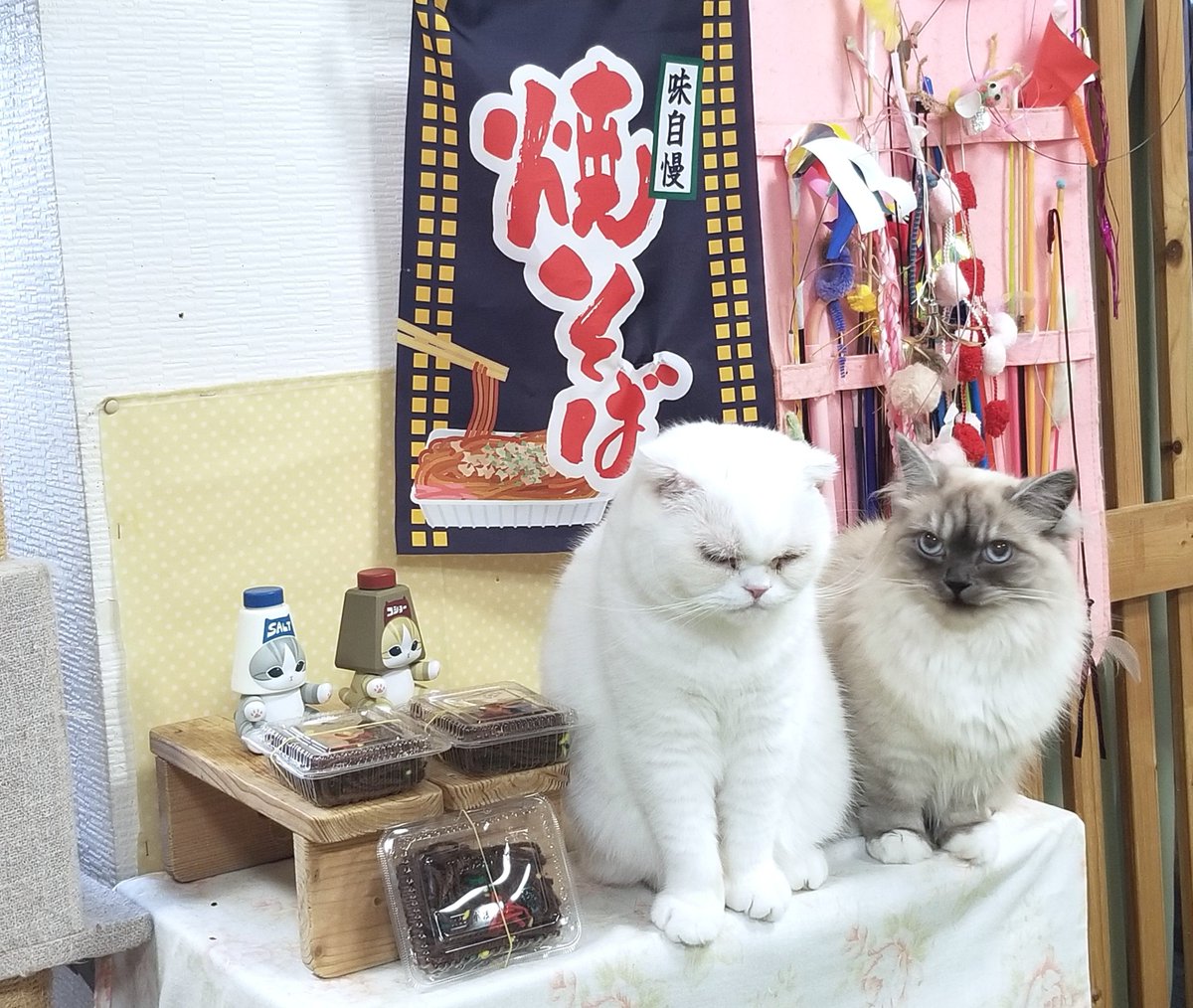cafeneko8's tweet photo. 焼きそば屋さんのお嬢さん達 https://t.co/9wodWa4QOo