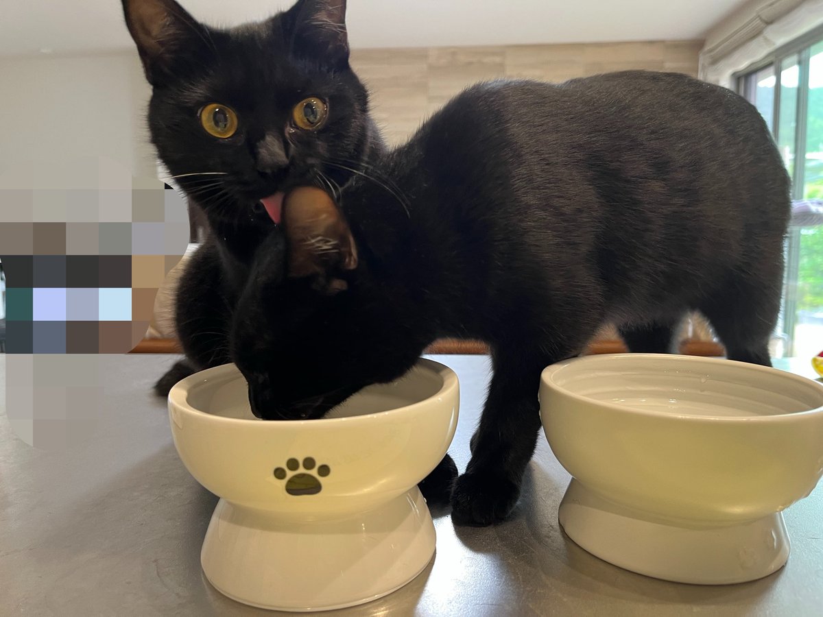 anatra1810's tweet photo. そっちの方が美味しそうに見える？🐈‍⬛🐈‍⬛
同じお水なんだけどね https://t.co/9Quy2dzfpo