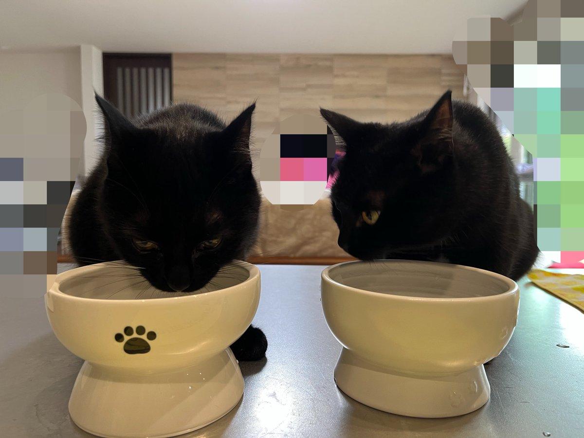 anatra1810's tweet photo. そっちの方が美味しそうに見える？🐈‍⬛🐈‍⬛
同じお水なんだけどね https://t.co/9Quy2dzfpo