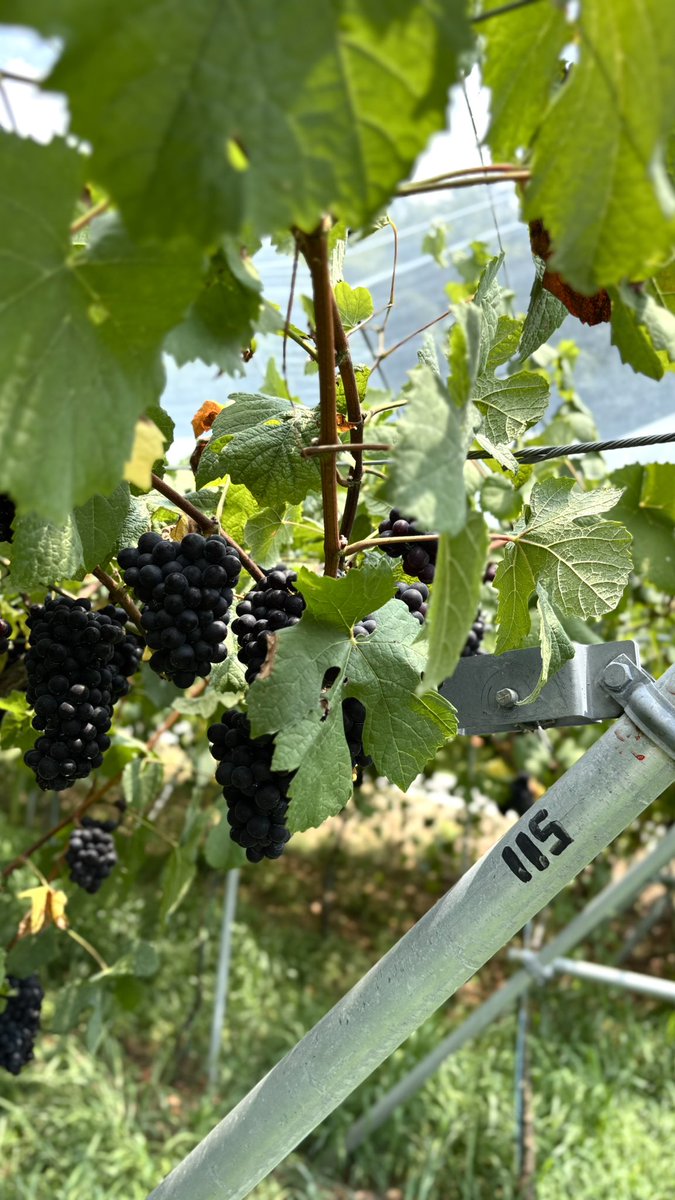 eijitakemura's tweet photo. Vinoble Vineyardにて🍇同じ広島でも瀬戸内海寄りと三次では気候が全然違う、一番最近雨が降ったのは7/10頃とのこと。水不足で葉が黄色になってるものの広島式の棚仕立てのおかげで適度な日照量となりブドウは適熟。ピノは8月中に収穫予定 https://t.co/pVnQFURWcv
