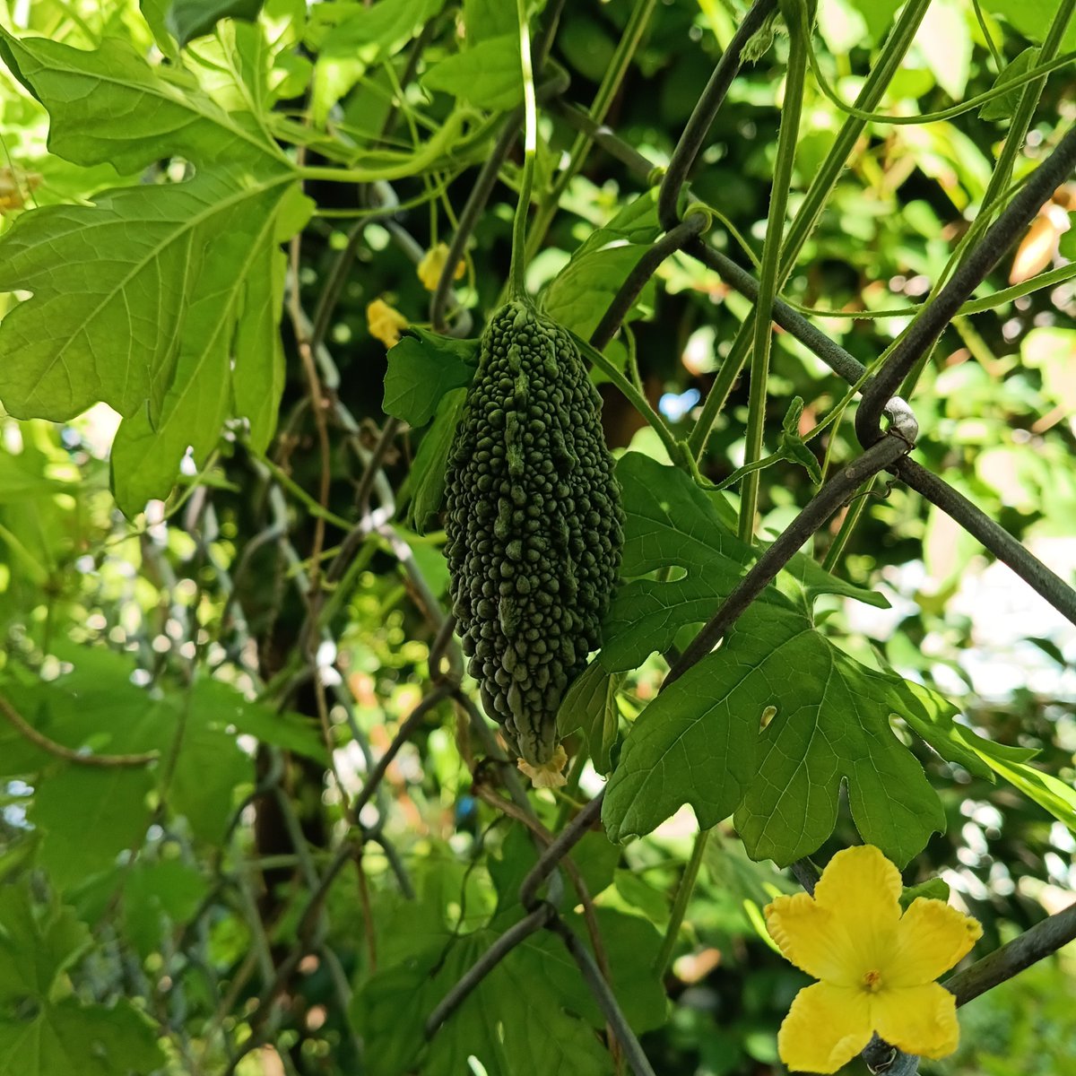 CAFEBRAVO8's tweet photo. ゴーヤがやっと実をつけ始めました
暑さのせいか今年は遅いですね
珈琲タイムもブラックモンブランで冷やしながら ホット珈琲
#有機栽培珈琲 　#自家焙煎珈琲　
#アウトドア #トレーニング
#自然が好きな人と繋がりたい 　
#CAFEBRAVO　#カフェブラボー　#福岡 https://t.co/Lpnu64xrma https://t.co/XDbVwveGeB