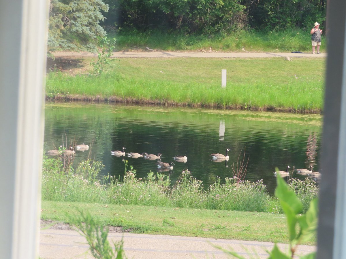 hapandcarol's tweet photo. #HAPPINESS is looking through the windows and seeing the views of geese, Pedal Boats  and the fountain while enjoying Tea at the Cronquist House in Red Deer. #CronquistHouse #pedalboats #geese #fountain https://t.co/wRAxt2ZcN1
