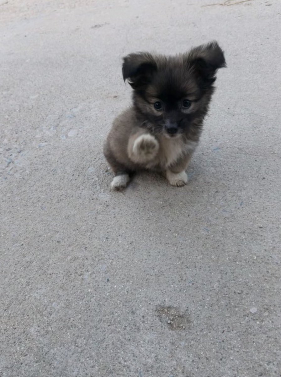 twaniimals's tweet photo. https://t.co/8TXfeLp1lv