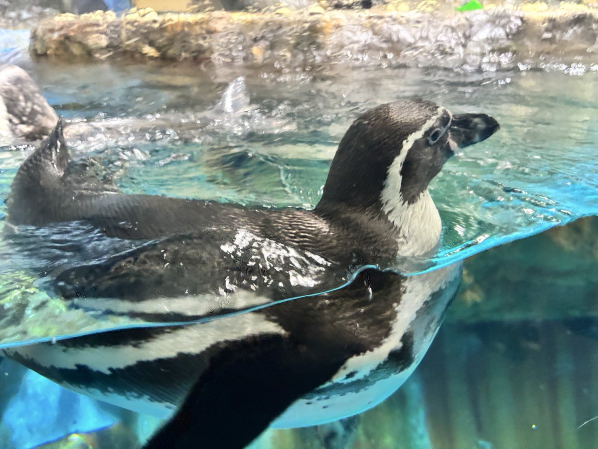 A1012chan's tweet photo. 青森県浅虫水族館🐬
ずっと気になってた水族館に行けました🫶
入館料安いのに、クオリティ高かった✨
イルカショーは時間間違えて終わり際しか見れなかった...(lll-ω-)ﾁｰﾝ
#浅虫水族館 #青森県 #灯台 #城 #旅  #イルカ https://t.co/ZiGPChtI5A
