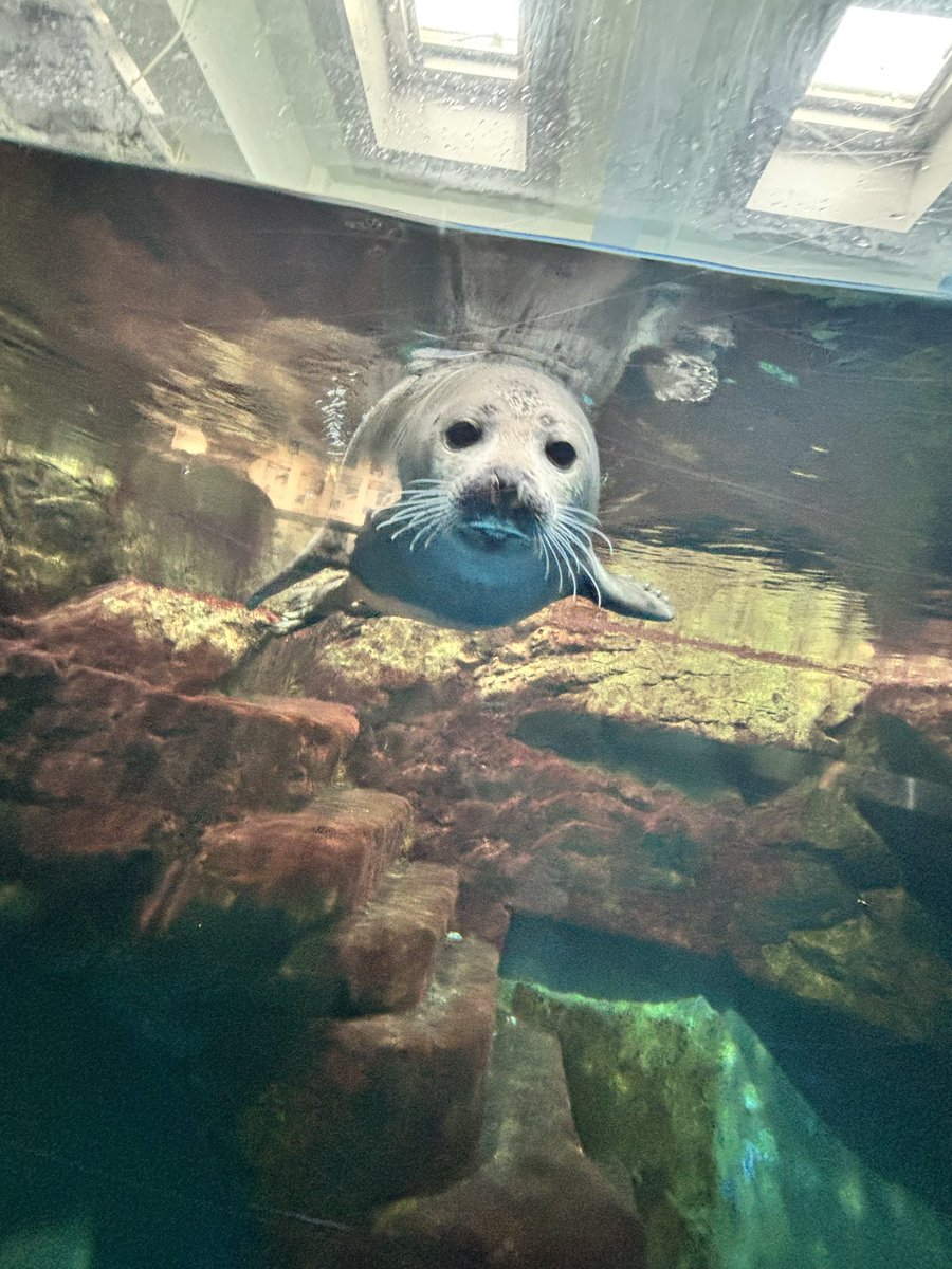 A1012chan's tweet photo. 青森県浅虫水族館🐬
ずっと気になってた水族館に行けました🫶
入館料安いのに、クオリティ高かった✨
イルカショーは時間間違えて終わり際しか見れなかった...(lll-ω-)ﾁｰﾝ
#浅虫水族館 #青森県 #灯台 #城 #旅  #イルカ https://t.co/ZiGPChtI5A