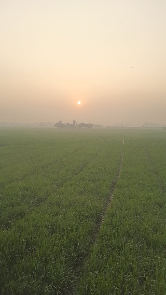KyloElio's tweet photo. Selamat pagi telor ceplok🌞 https://t.co/DHLX6a00uz
