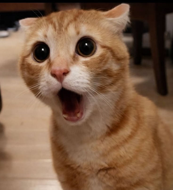 nekocatts's tweet photo. WHAT? 🙀 https://t.co/opZerp8QwN
