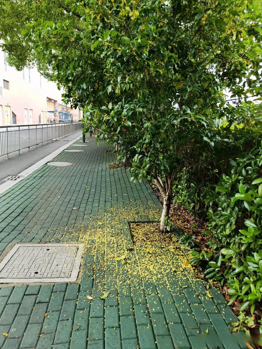 cjsrnr5's tweet photo. 「秋风一吹，桂花的香就漫进了衣兜～」， https://t.co/CzwdHADegD