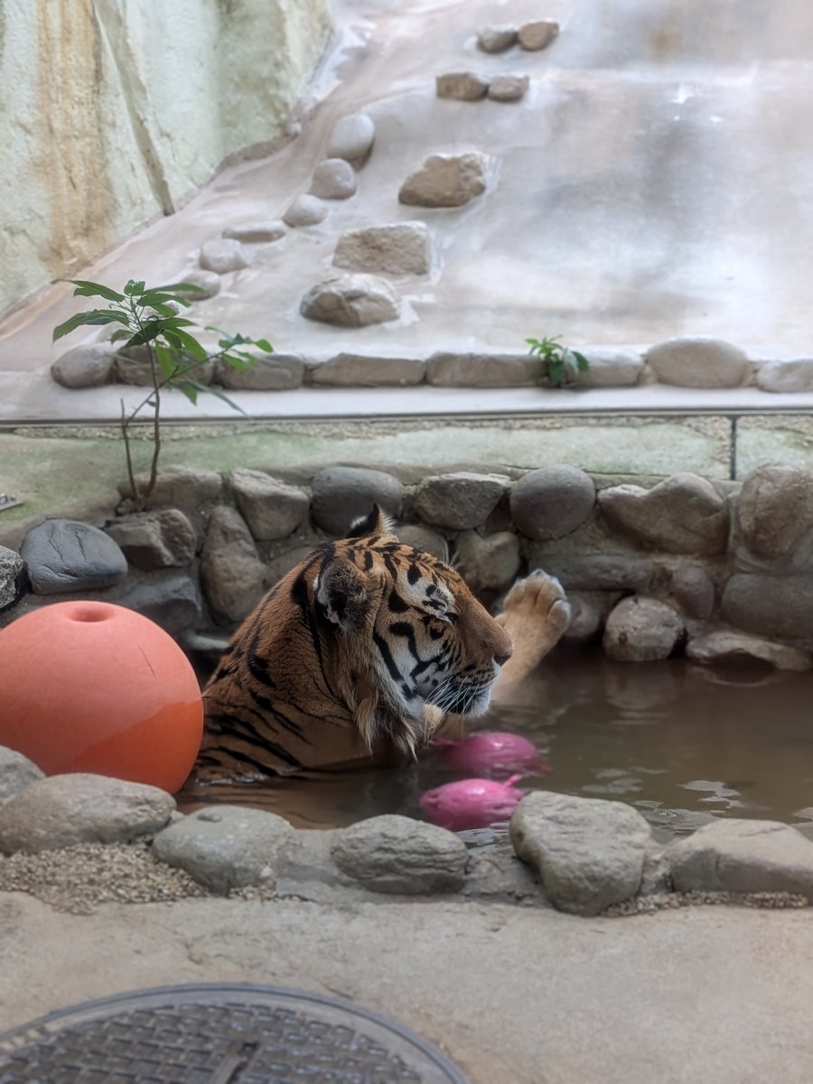 toramarukebin's tweet photo. 土曜に行った夜の動物園でのトラ🐯
お水に入ってるところ初めて見たので嬉しくて嬉しくて( ´∀｀)

あと夜の動物園だろうがクソ暑くて帰り際にようやく陽が落ちてくれました。もっと早く落ちてくれ🫠 https://t.co/isK7W3z1p5