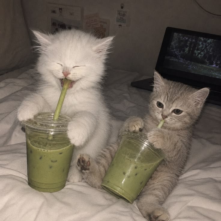 nekocatts's tweet photo. https://t.co/lwwhGyiQUq