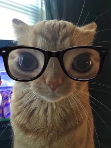 literallymecats's tweet photo. Erm actually https://t.co/er88zt2Bah