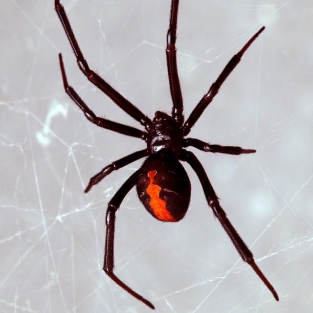 Indie5051's tweet photo. Un niño de 8 años dejó que una araña lo picara porque creía que se convertiría en Spider-Man. https://t.co/eflB9cq8eQ