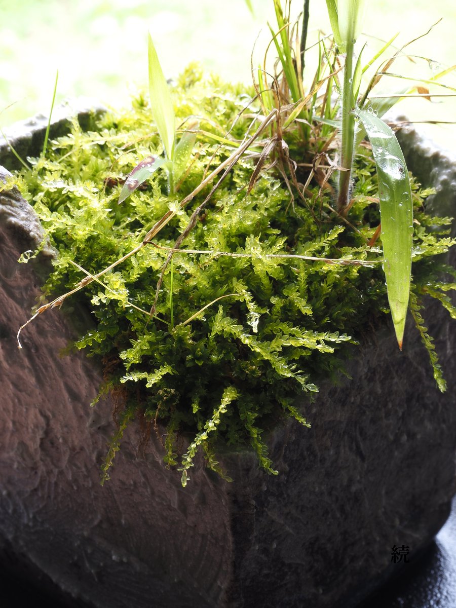 SjwVV6OoG3KrBya's tweet photo. #植活 こけ 1146日目, アボカド1個目 60日目
#痩活 867日目 体重71kg 腹囲89cm
#くじ活 287回目はずれ 収益-44900円 社会貢献金額22960円

今日はこけを三脚使って撮りました。こけの葉の細かな部分までピントが合ってて気持ちいいです。拡大するとよく分かります。アボカドは根は出ても芽がなかなか出 https://t.co/GLguI4jpSq
