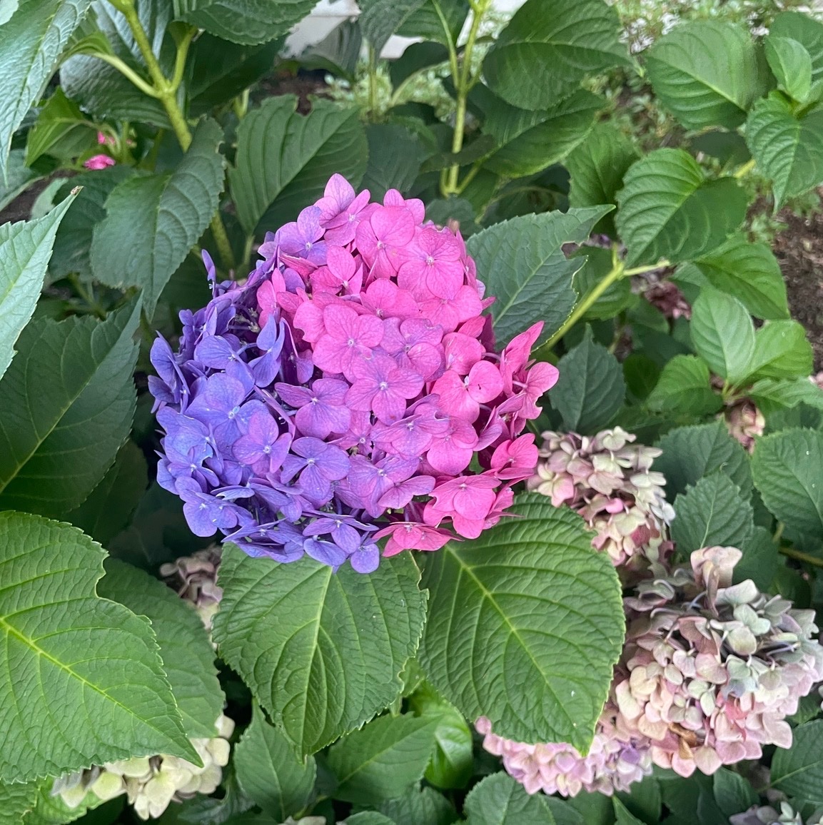 archetypeofown's tweet photo. bisexual flower on my walk today https://t.co/UQDJODpWfK