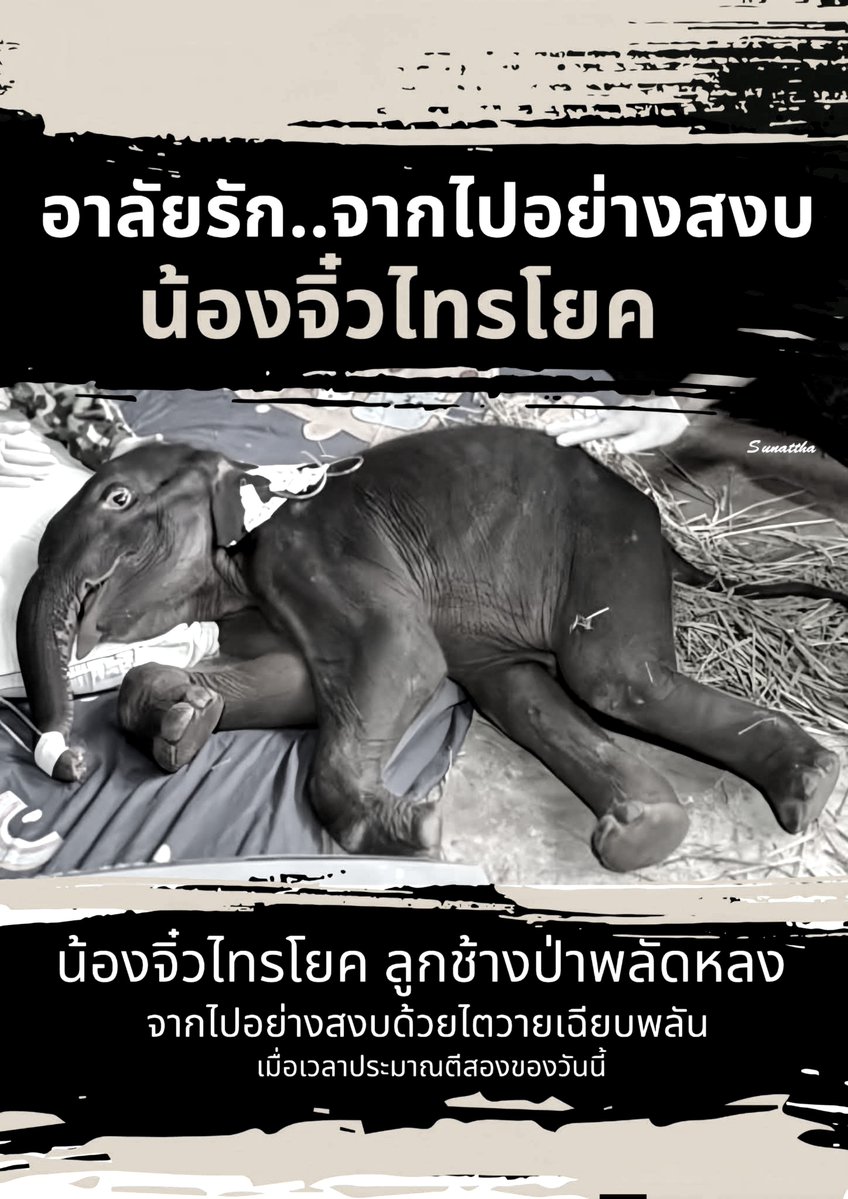 tamon_huiyong's tweet photo. 🖤 #RIP "น้องจิ๋วไทรโยค" ลูกช้างป่าพลัดหลง จากไปอย่างสงบด้วยไตวายเฉียบพลัน 🐘

กรมอุทยานแห่งชาติ สัตว์ป่า และพันธุ์พืช รายงานข่าวเศร้า "น้องจิ๋วไทรโยค" ลูกช้างป่าพลัดหลงที่อยู่ในความดูแลของเจ้าหน้าที่ ได้จากไปอย่างสงบเมื่อเวลาประมาณ 02.00 น. ที่ผ่านมา ด้วยอาการไตวายเฉียบพลัน

สำหรับน้องจิ๋วไทรโยค เป็นลูกช้างป่าที่พลัดหลงโขลงในพื้นที่อุทยานแห่งชาติไทรโยค จ.กาญจนบุรี ที่ผ่านมาเจ้าหน้าที่ทีมสัตวแพทย์ได้พยายามดูแลอย่างใกล้ชิด ทั้งให้น้ำเกลือ เฝ้าดูอาการตลอด 24 ชั่วโมง

ท่ามกลางความอาลัยของเจ้าหน้าที่ และคนไทยทั้งประเทศที่คอยส่งกำลังใจให้น้องมาตลอด ขอให้น้องจิ๋วไปวิ่งเล่นบนดาวช้างอย่างสงบ ไม่เจ็บปวดอีกต่อไป 🤍🖤

#น้องจิ๋วไทรโยค #ลูกช้างป่าพลัดหลง #ช้างป่าไทรโยค #กรมอุทยานแห่งชาติ #อาลัยน้องจิ๋ว #ลูกช้างป่า