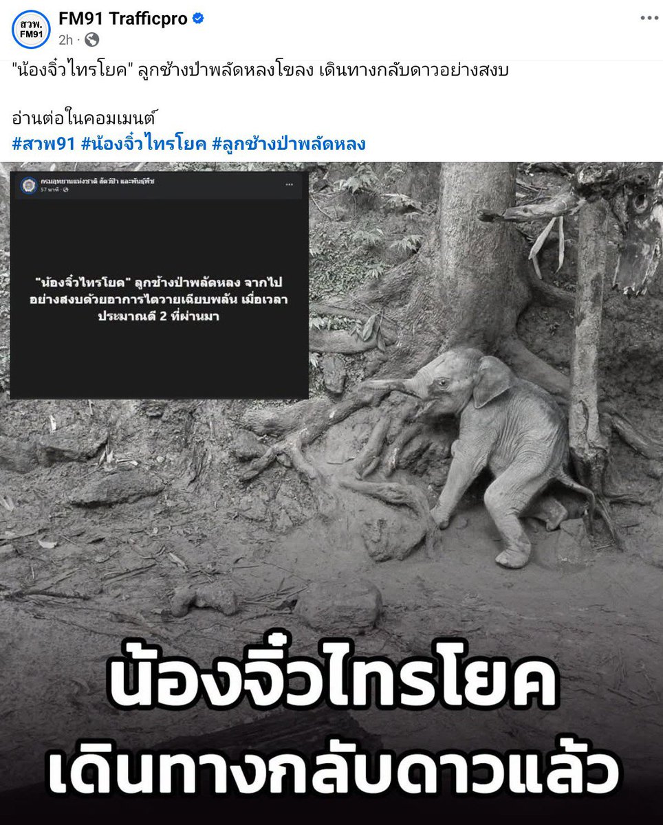 tamon_huiyong's tweet photo. 🖤 #RIP "น้องจิ๋วไทรโยค" ลูกช้างป่าพลัดหลง จากไปอย่างสงบด้วยไตวายเฉียบพลัน 🐘

กรมอุทยานแห่งชาติ สัตว์ป่า และพันธุ์พืช รายงานข่าวเศร้า "น้องจิ๋วไทรโยค" ลูกช้างป่าพลัดหลงที่อยู่ในความดูแลของเจ้าหน้าที่ ได้จากไปอย่างสงบเมื่อเวลาประมาณ 02.00 น. ที่ผ่านมา ด้วยอาการไตวายเฉียบพลัน

สำหรับน้องจิ๋วไทรโยค เป็นลูกช้างป่าที่พลัดหลงโขลงในพื้นที่อุทยานแห่งชาติไทรโยค จ.กาญจนบุรี ที่ผ่านมาเจ้าหน้าที่ทีมสัตวแพทย์ได้พยายามดูแลอย่างใกล้ชิด ทั้งให้น้ำเกลือ เฝ้าดูอาการตลอด 24 ชั่วโมง

ท่ามกลางความอาลัยของเจ้าหน้าที่ และคนไทยทั้งประเทศที่คอยส่งกำลังใจให้น้องมาตลอด ขอให้น้องจิ๋วไปวิ่งเล่นบนดาวช้างอย่างสงบ ไม่เจ็บปวดอีกต่อไป 🤍🖤

#น้องจิ๋วไทรโยค #ลูกช้างป่าพลัดหลง #ช้างป่าไทรโยค #กรมอุทยานแห่งชาติ #อาลัยน้องจิ๋ว #ลูกช้างป่า