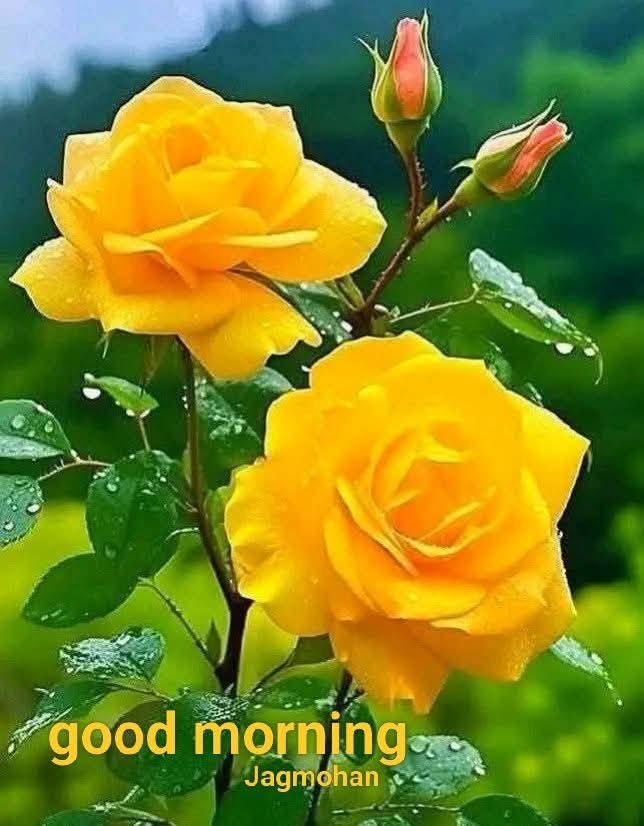 sanjay29599124's tweet photo. @kusAujla https://t.co/xOPfaGbTF8