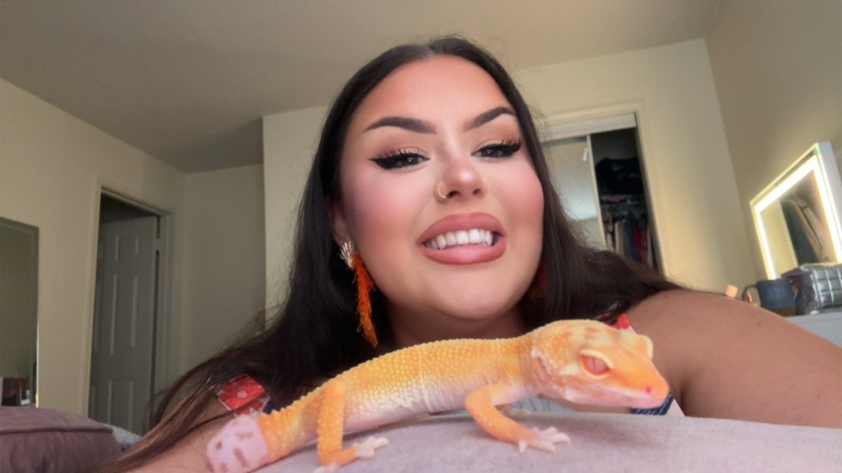 princessajules's tweet photo. I never posted my new son I adopted. We named him “Tails” bc… welp 😂 (sidebar: my 6 yr old is obsessed with Sonic). He has a nub after dropping it twice with his previous owner. (Young chirren) . Anyways, I’m his mama now and I love him sm. https://t.co/tm79jPGnvc