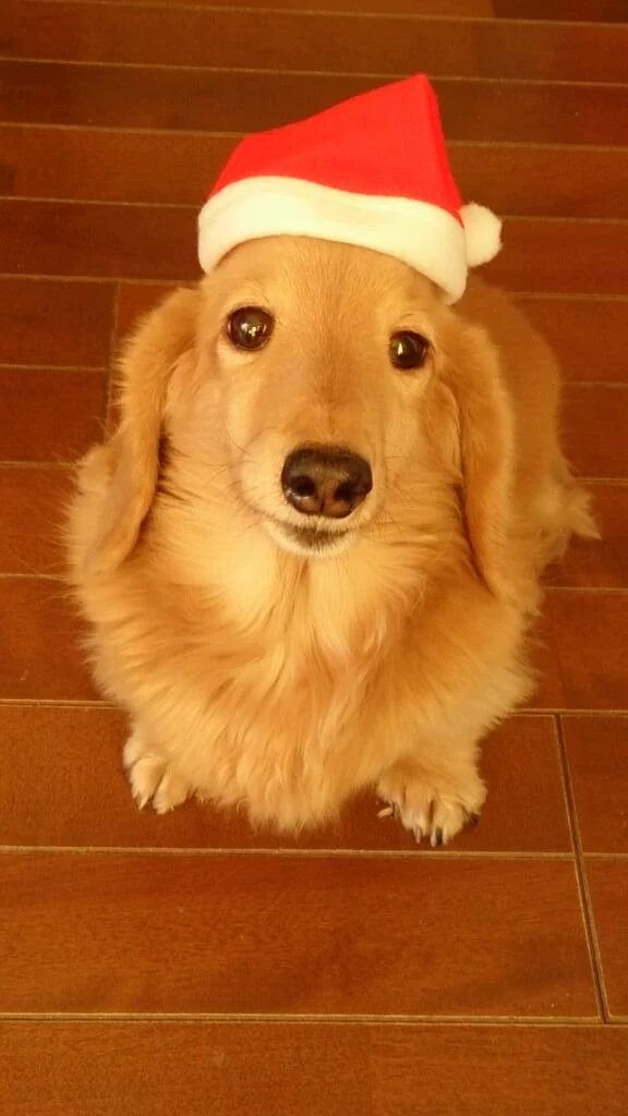 EHeart71005's tweet photo. I also wear a hat 🐕️ https://t.co/N2QNtzRadZ