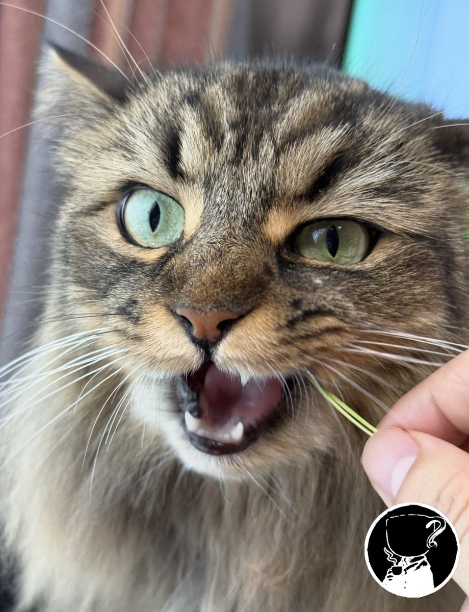 lalalalack's tweet photo. おはキャット🐈 https://t.co/Z4n6xbaOeF