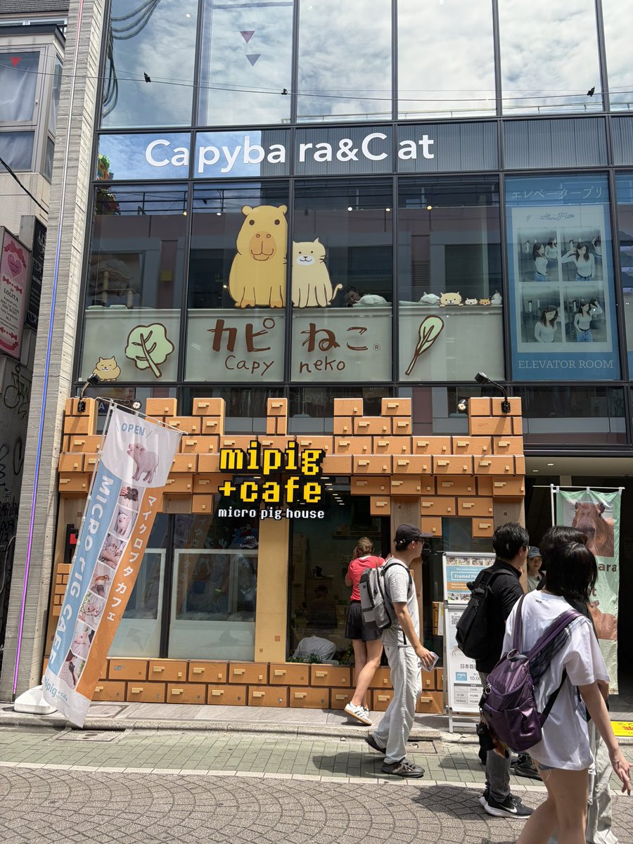 dhovahmanos's tweet photo. And received this delightful book which I think is related to my deep and soulful bonding with the capybaras at the Capybara &amp; Cats cafe in Tokyo. https://t.co/HX3KyOU3cc