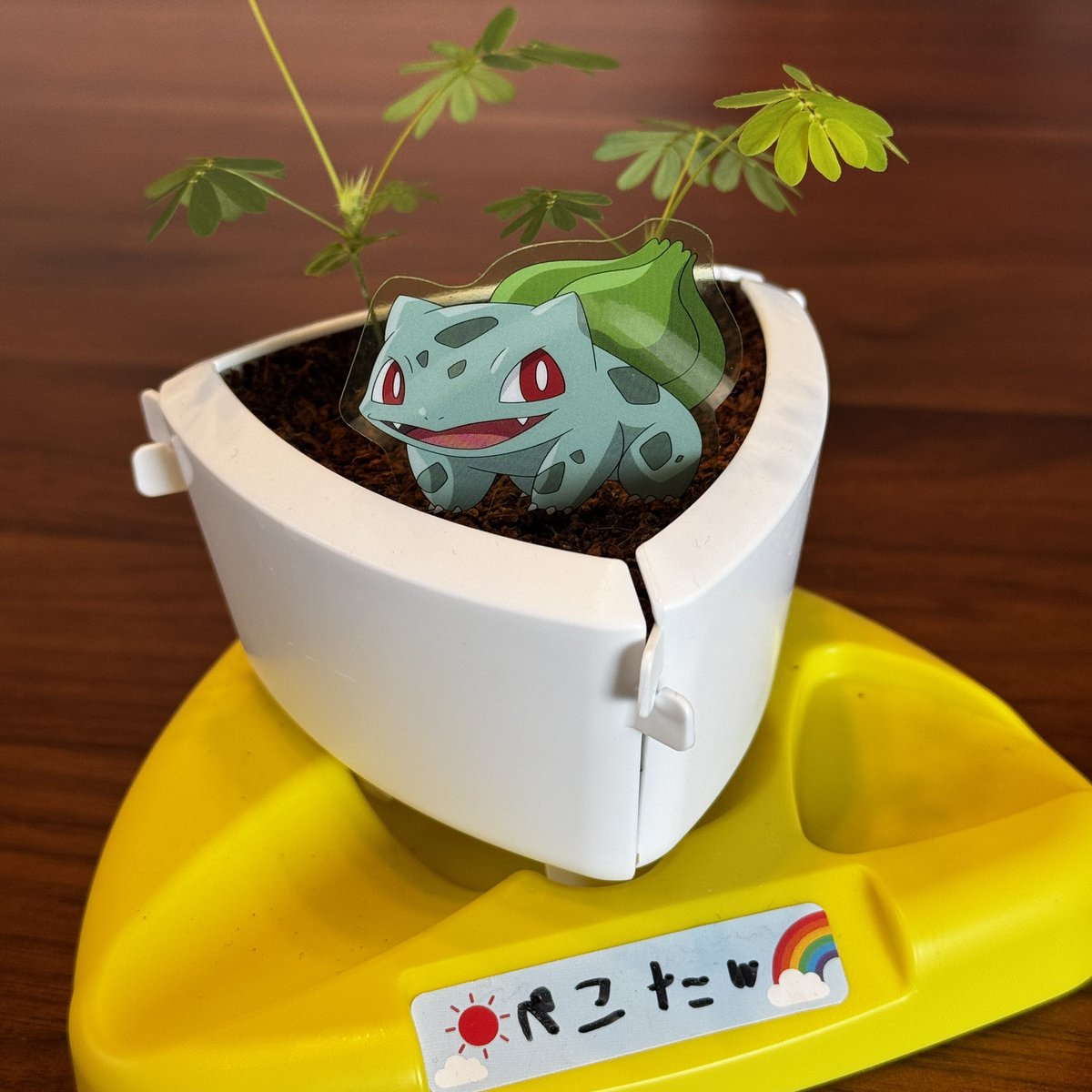 dedechamalove's tweet photo. 娘ちゃんが大事に育ててるオジギソウはウチがちゃーんと守るからね！🌿 https://t.co/e3z9x5KXDG