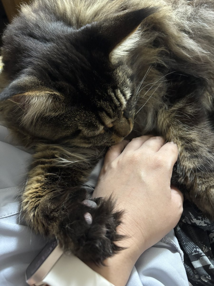 chacha_mune's tweet photo. おはよー！眠ねむだ
#メインクーン #cat #ねこ https://t.co/cCk6eGUWxV