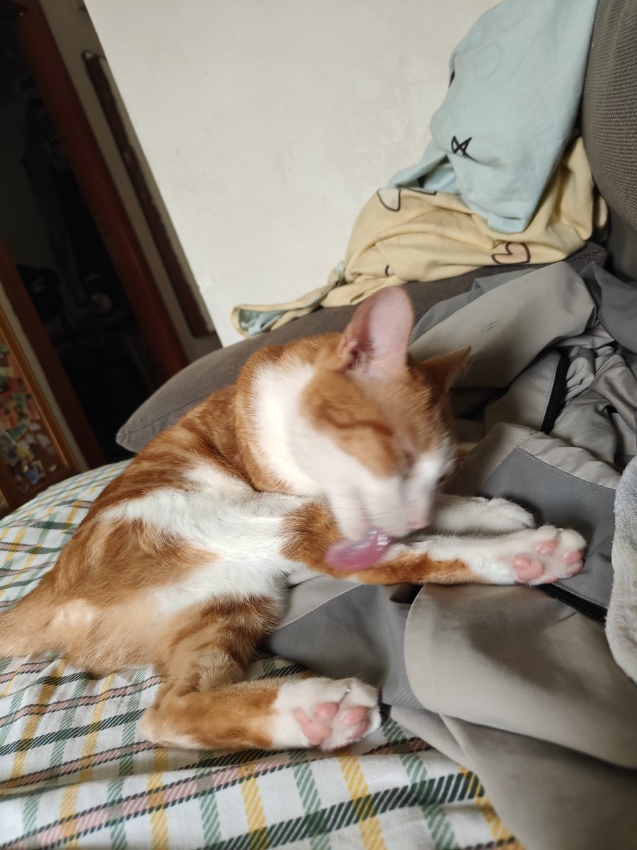 larx616302's tweet photo. 猫～猫～😋😋😋😋😋 https://t.co/clIkyusKaI