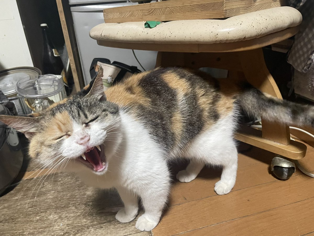 Tarimahime's tweet photo. 実家のﾈｺﾁｬﾝ https://t.co/e6gfLh6bXh