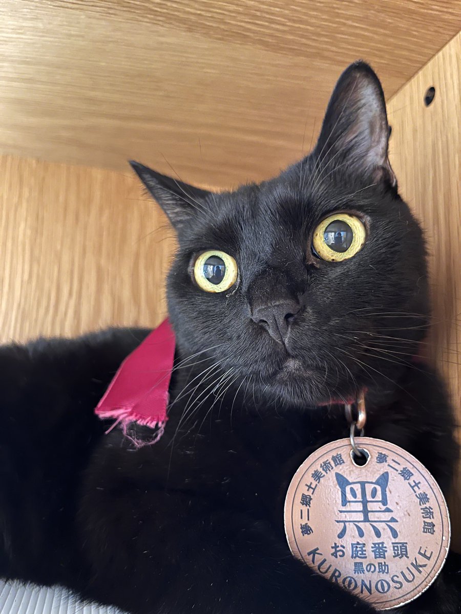 黑の助が出勤しましたにゃん🐈‍⬛ 暑い日が続くけど水分補給はしっかり