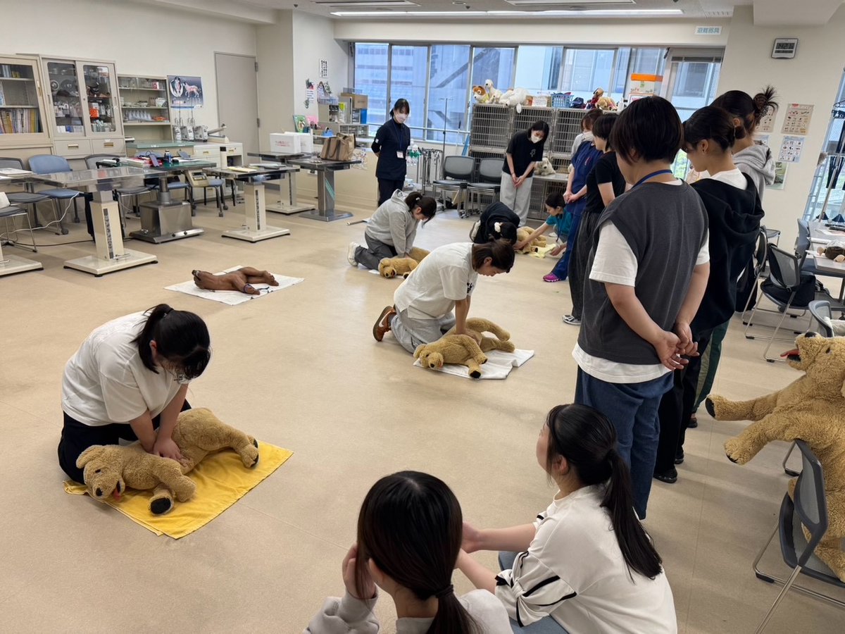 Kap_kobe's tweet photo. こんにちは！動物看護師学科です🐈
先日、希望者を対象に国際救命救急協会による特別講義を実施しました！
命をつなぐために大切な「初期対応」を学ぶ、貴重な機会となりました🐶🐱
#動物看護師 #愛玩動物看護師 #専門学校 #救命救急 #CPR #ペットファーストエイド #神戸動植物環境専門学校 #KAP https://t.co/p751Ogaegp
