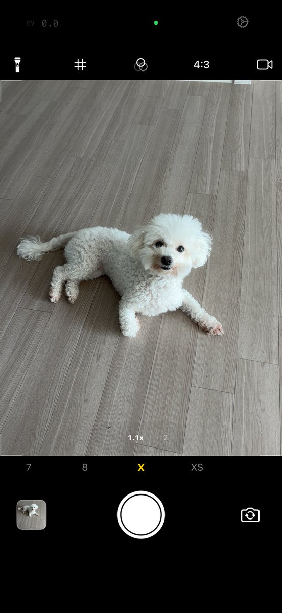 6hourmyhome's tweet photo. 옛날 아이폰 안사는 애들 이 어플 써라 ㄹㅇ 비슷함
3g ~ XS 까지 있음
나는 5S가 좋아 

어플이름
Oldi https://t.co/MfGAzBSWWa