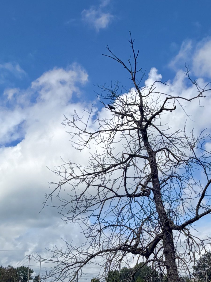 kengaylord's tweet photo. I’m taking on a 30 Day Photo Challange. Today’s was a photo of the sky. It was pretty slim pickings today with the rain this morning and then overcast most of the rest of the day. These are the best of what I came up with. #30dayphotochallenge https://t.co/K9gsVWd6aT